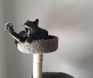 Raaaaaaaaa8105_s.webp