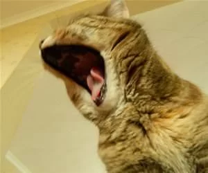 Raaaaaaaw_s.webp