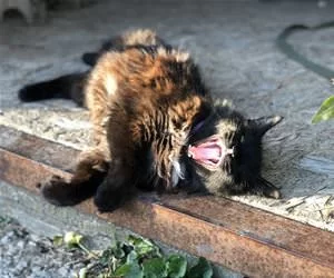 Raaaaawr_s.webp