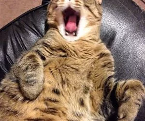 Rarrrrr4546_s.webp
