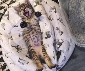 Rarrrrrrr1648_s.webp