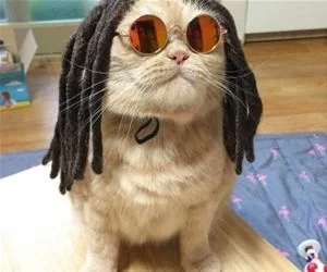 Rasta_Cat_s.webp