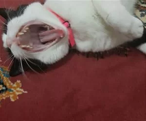 Rawrrrr2487_s.webp
