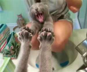 Rawrrrr404_s.webp