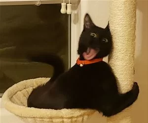 Rawrrrrr4277_s.webp