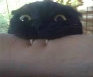 Rawrrrrrr1585_s.webp
