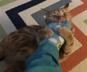 Rawrrrrrr7864_s.webp