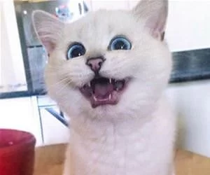 Rawrrrrrrrrr_s.webp