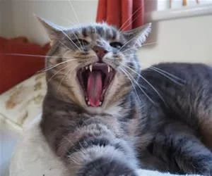Rawwwwwwr8050_s.webp