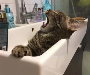 Rawwwwwwra_s.webp