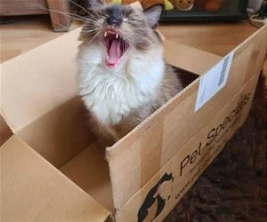 Rawwwwwwwwwwwwww_s.webp
