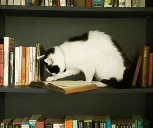 Reading_Some_Books1718_s.webp