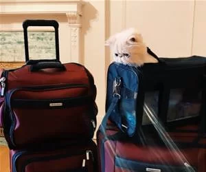 Ready_For_A_Trip_s.webp