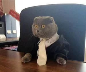 Ready_For_Business4966_s.webp