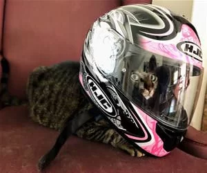 Ready_For_My_Ride_s.webp
