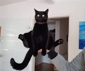 Ready_For_Trouble_s.webp