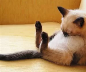 Relaxing9849_s.webp