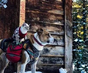 Ride_Dog_Ride_s.webp