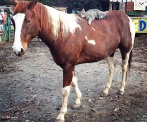 Riding_My_Horse4624_s.webp