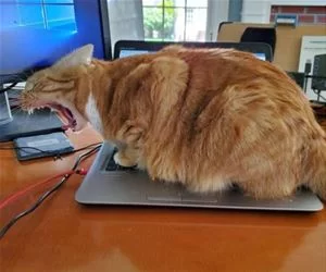 Roaaaaaaar_s.webp