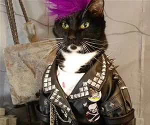 Rocker_Cat_s.webp