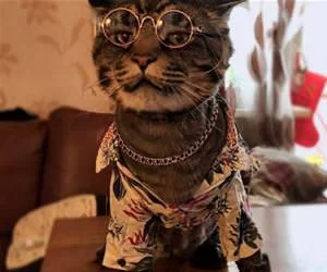 Rockstar_Kitty_s.webp