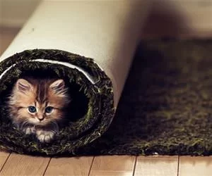 Rolled_Up9871_s.webp