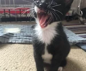 Roooooooooooar_s.webp
