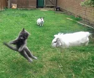 Run_Away_s.webp