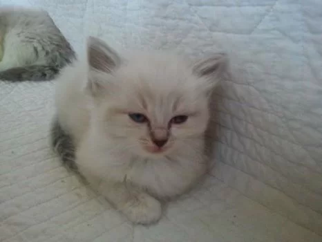 Saphira 20140611.webp
