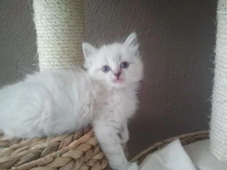 Saphira 20140617.webp