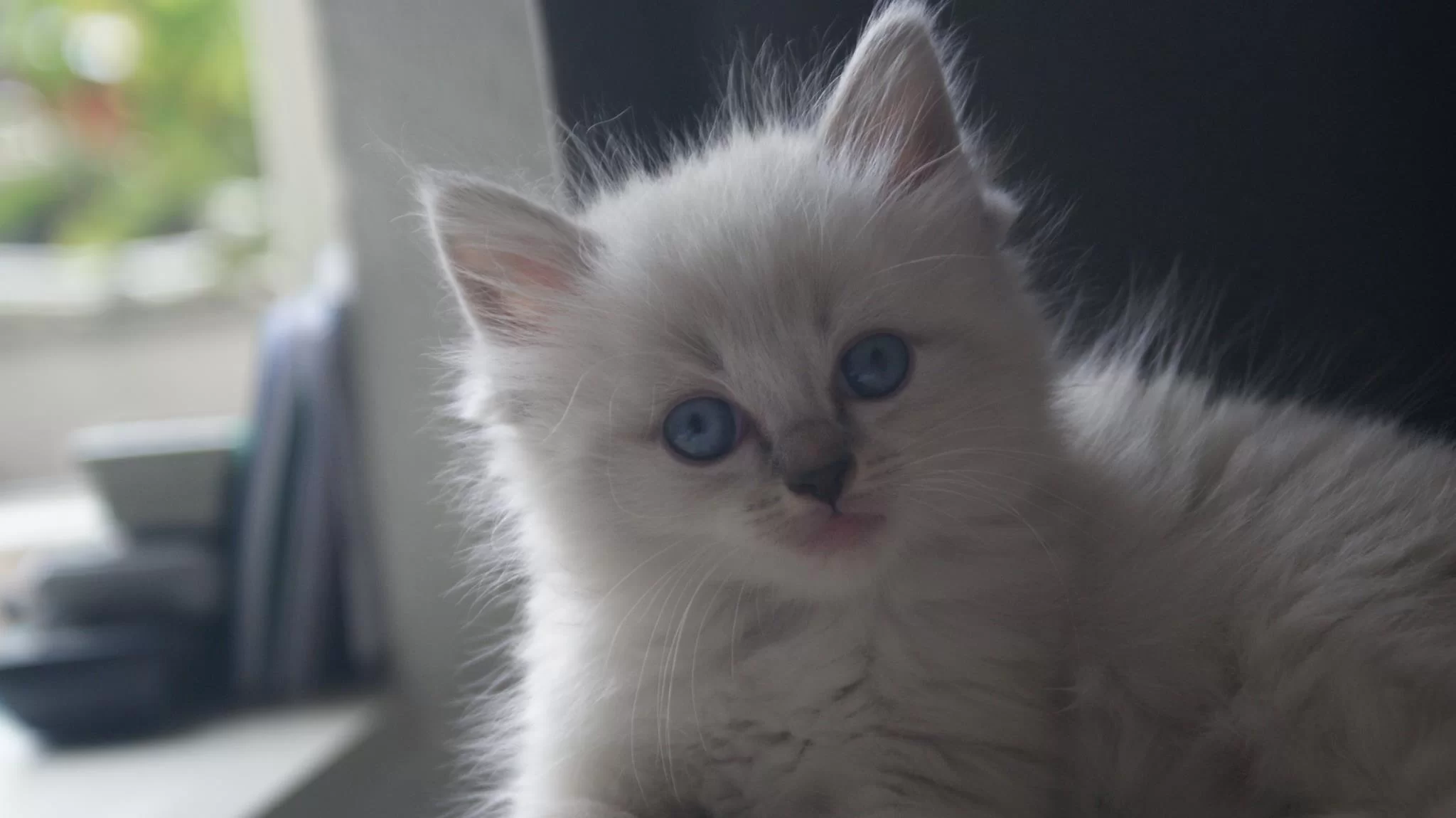 Saphira 20140618 a.webp