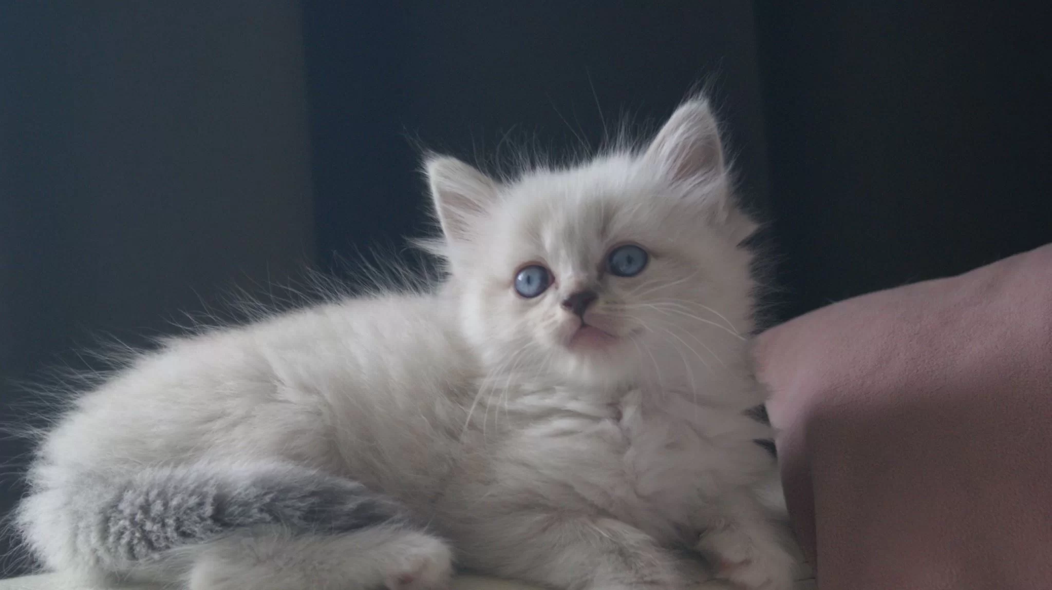 Saphira 20140618 c.webp
