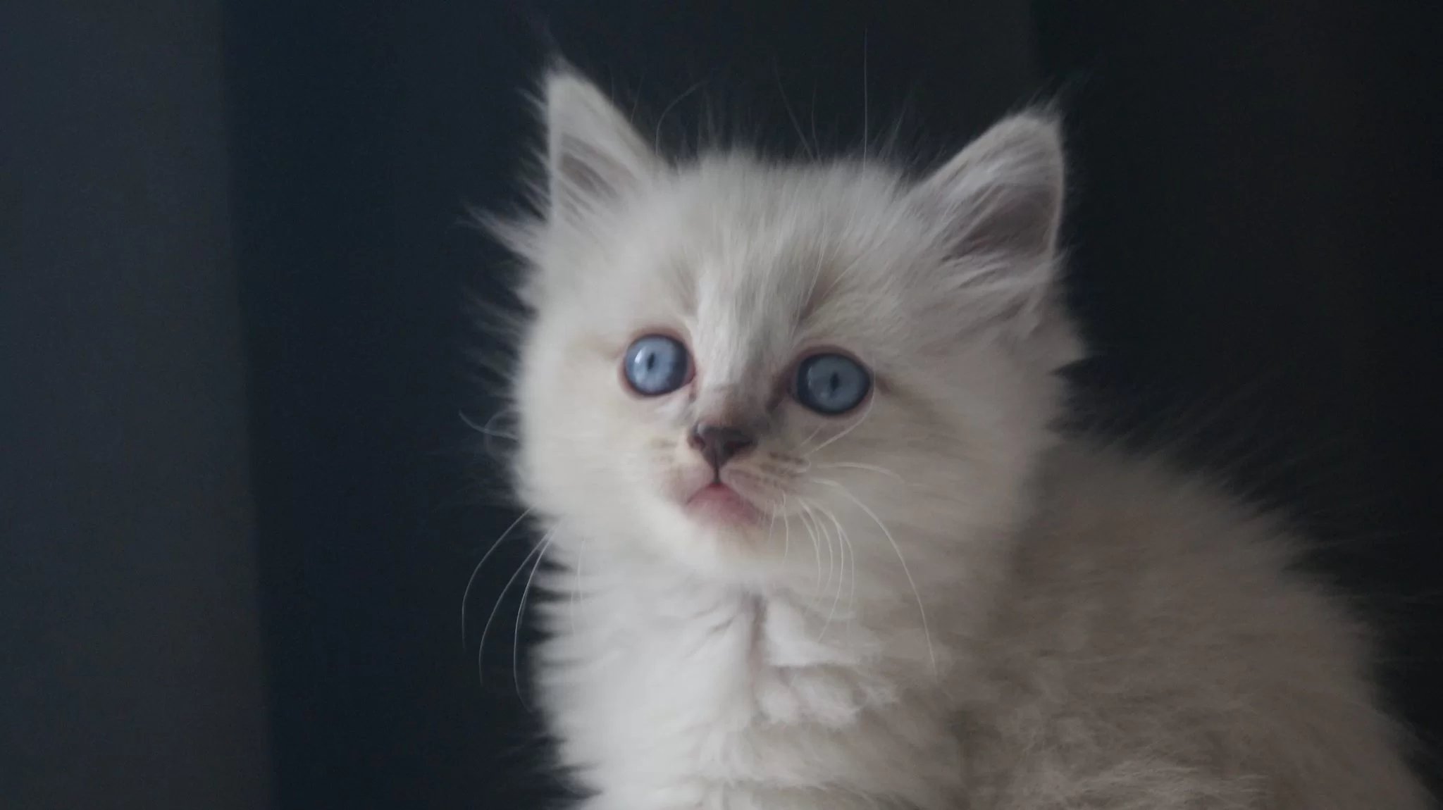 Saphira 20140618 d.webp