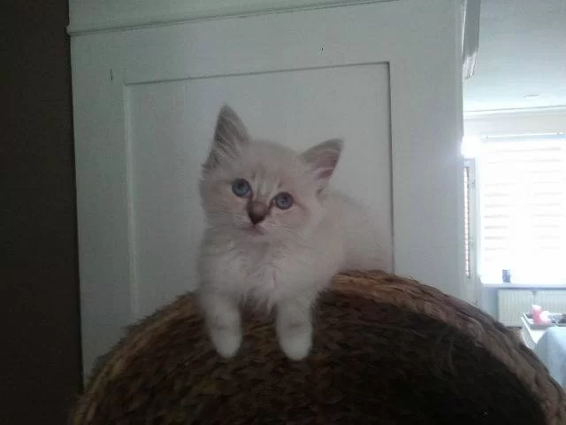 Saphira 20140714.webp