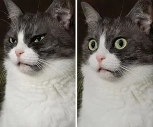 Say_Whaaaaaa_s.webp