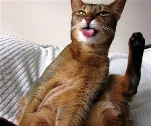 Say_Whaaaaaaaa_s.webp