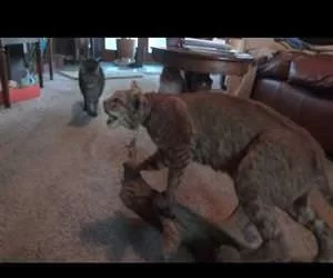 scared-of-a-stuff-bobcat.webp