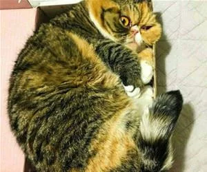 Scruntched_In_A_Box_s.webp