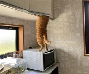 Searching_For_Something_s.webp