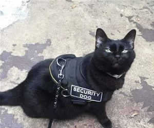 Security_Dog_s.webp