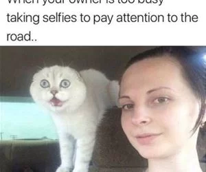 Selfies_s.webp