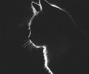 Shadow_s.webp