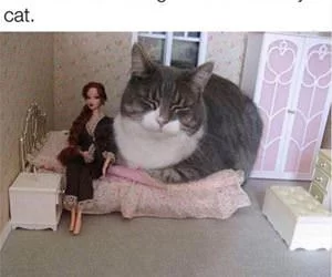 Sharing_A_Bed_With_The_Cat_s.webp