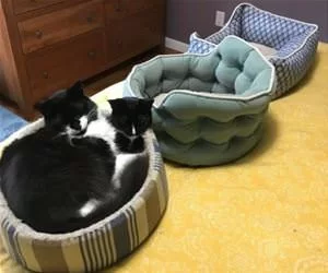 Sharing_Our_Bed_s.webp