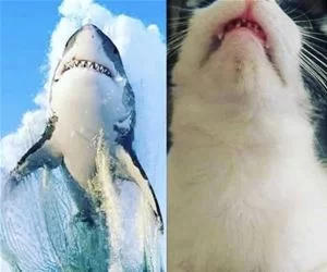 Shark_Jump_s.webp