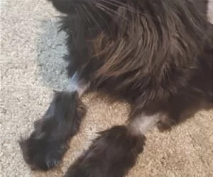 Shaved_Paws_s.webp