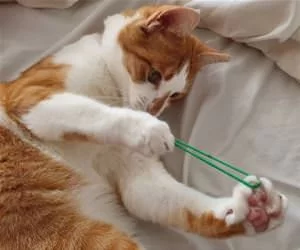 Shooting_The_Rubber_Band_s.webp