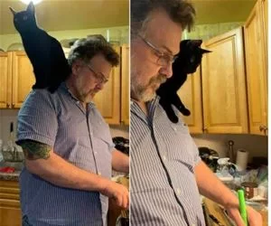 Shoulder_Cat343_s.webp