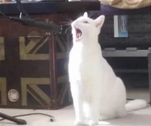 Singing_Cat_s.webp